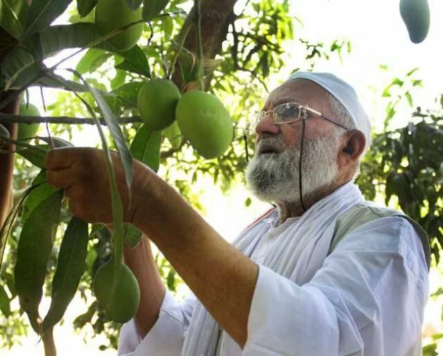 Mango expert grows `Modi mango’: Want it to be tasted by the PM