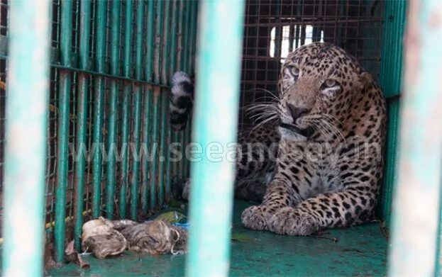Forest officials try to release leopard near village: Locals protest
