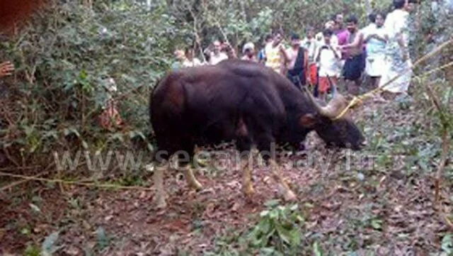 Mighty bison caught by Kidoor villagers
