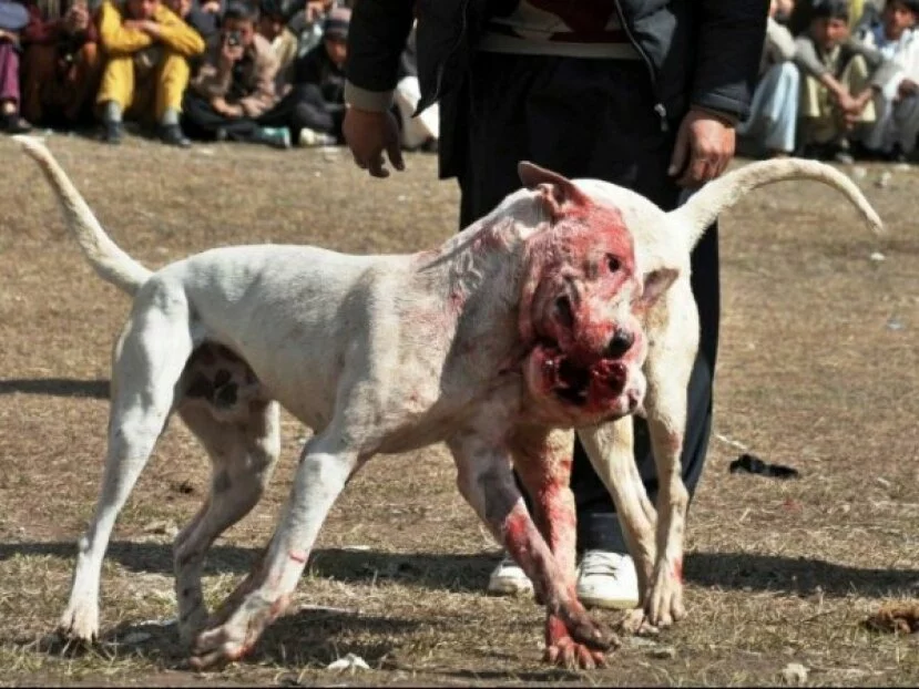 Illegal dog fights come to Delhi: Canines are smuggled from Pakistan are forced to brawl to the death