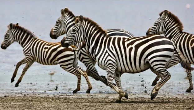 Why do Zebras have stripes?