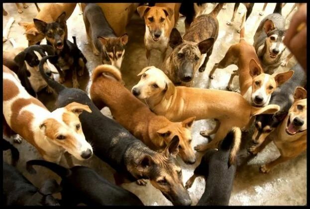 Bangalore :Stray dogs maul one Year 7 month old child