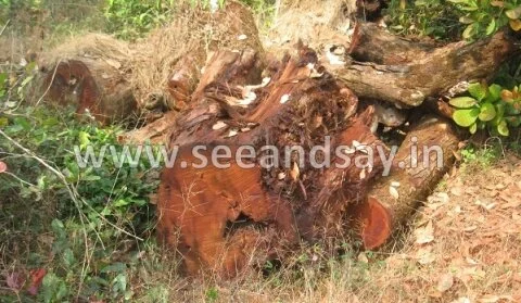 Valuable wooden logs hidden inside quarries seized in Belanje