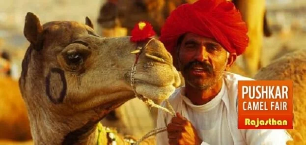 Camel trading at Pushkar fair hits a new low, concerns raised over the declining number