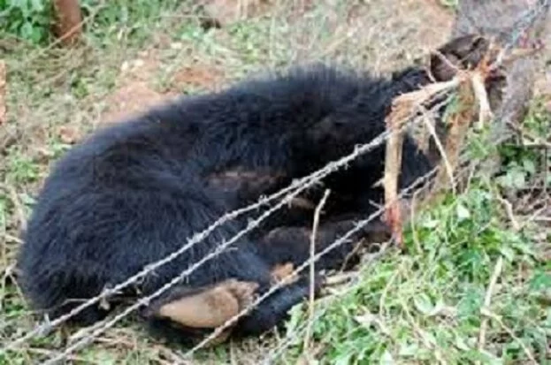 Bear killed men, forest personnel killed bear: Who is the culprit?