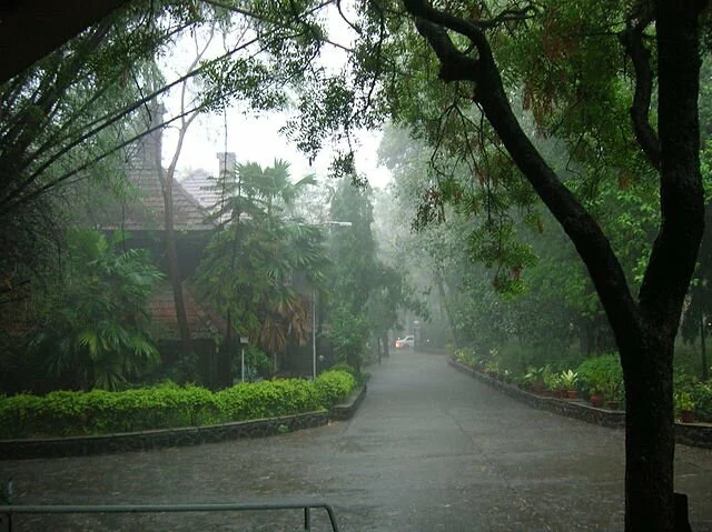 ‘Trees in Russia impact monsoon in India’