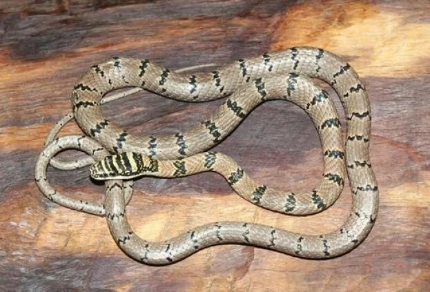 Sri Lankan flying snake sighted in Andhra Pradesh
