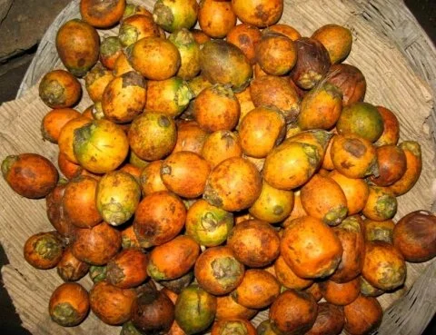 White arecanut price touched to Rs. 200 a kg