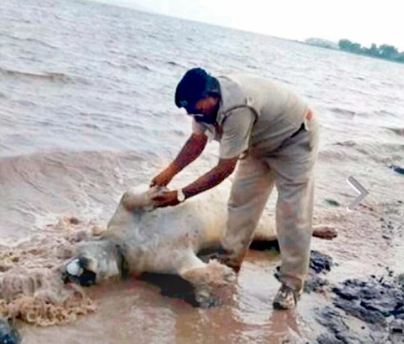 Wildlife experts call for 'life insurance' for lions after Gujarat rains kill at least 11