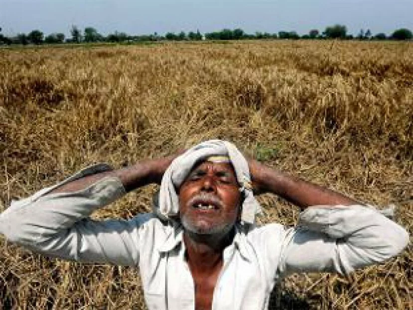 Unseasonal rains and hailstorm damaged standing Rabi crops in nearly 50,000 hectares