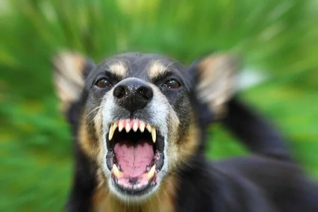 Man dies as dogs attack him in Hyderabad hospital