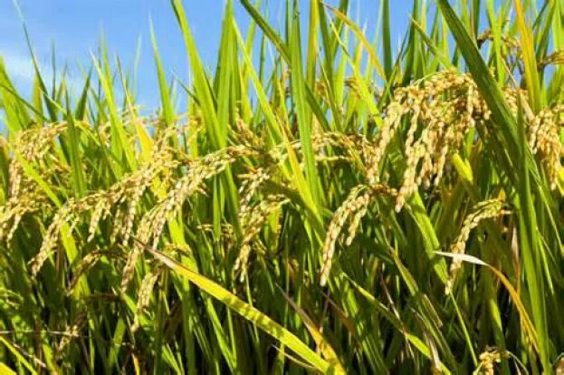 Benefits of eating rice