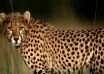 Leopard menace in Chorady forced people stay inside their houses