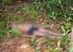 Man commits suicide in Kinnigoli
