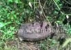 Miscreants throw holy stone in to drainage