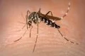 Eight people hospitalized for dengue