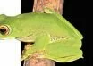 New Frog Species Found on Dattatreya Hill
